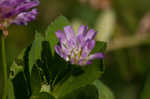 Persian clover